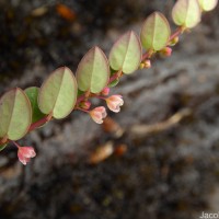 Phyllanthus gardnerianus (Wight) Baill.